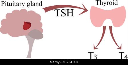 Die Verbindung der Hypophyse und der Schilddrüse. Endokrinologie-Poster, Schema. Hormone und Nerven. Stock Vektor