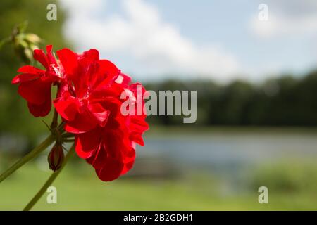 Große rote Blume mit See und blauem Himmel als Hintergrund Stockfoto