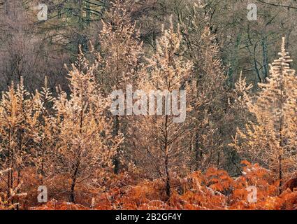Nahaufnahme von Larchbäumen, einem Nadelbaum im Wald von Cannock Chase. Der lateinische Name ist Larix occidentalis und zeigt in Aut atemberaubendes goldenes Laub Stockfoto