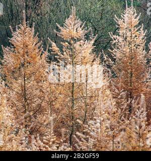 Nahaufnahme von Larchbäumen, einem Nadelbaum im Wald von Cannock Chase. Der lateinische Name ist Larix occidentalis und zeigt in Aut atemberaubendes goldenes Laub Stockfoto