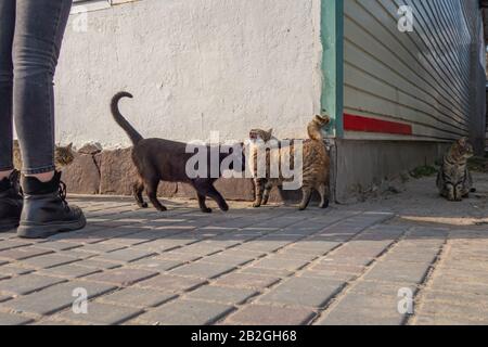 Obdachlose Katzen unter den Menschen an der Küste. Haus für Katzen Stockfoto