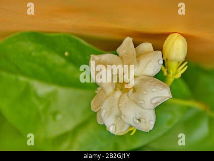 Nahaufnahme von Jasminblüten in einem nach Regen nassen Garten Stockfoto