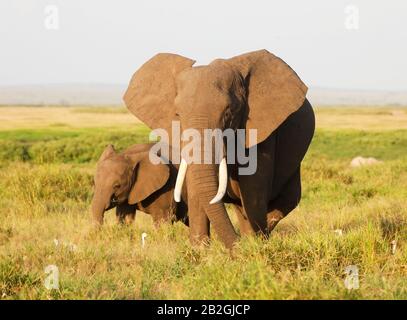 Elefanten im Amboseli Nationalpark, Kenia, Afrika Stockfoto