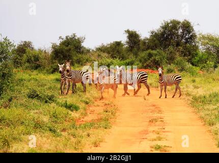 Zebras überqueren die Straße im Tsavo West National Park, Kenia, Afrika Stockfoto