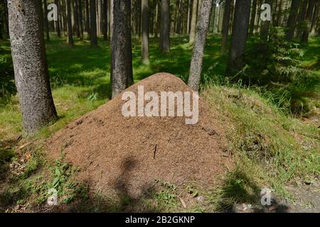 Ameisenhaufen, Fichtelgebirge, Oberfranken, Bayern, Deutschland Stockfoto