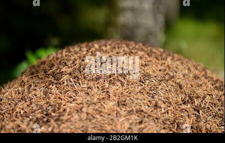 Ameisenhaufen, Fichtelgebirge, Oberfranken, Bayern, Deutschland Stockfoto