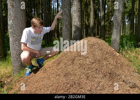 Ameisenhaufen, Fichtelgebirge, Oberfranken, Bayern, Deutschland Stockfoto