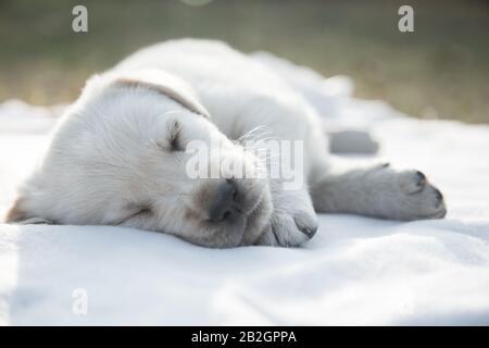 Liebenswert labrador Retriever Welpen schlief ein / Beige reinrassige neugeborene Hund schlafen. Nahaufnahme im Hochformat Stockfoto