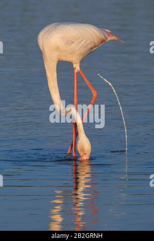 Gemeinsamer Flamingo oder rosafarbener Flamingo (Phönicopterus roseus) in der Lagune von Fuente de Piedra, Málaga. Spanien Stockfoto