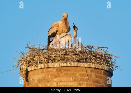 Weißstorchnest (Ciconia ciconia) in der Laguna de Fuente de Piedra, Málaga. Spanien. Stockfoto