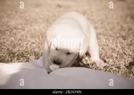 Kleiner labrador Welpe spielt / Beige reinrassige neugeborene Hund spielt im Hinterhof Stockfoto