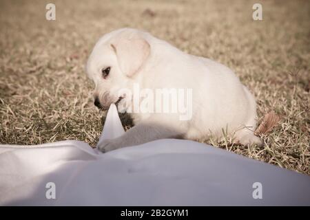 Kleiner labrador Welpe spielt / Beige reinrassige neugeborene Hund spielt im Hinterhof Stockfoto