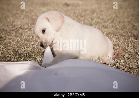 Kleiner labrador Welpe spielt / Beige reinrassige neugeborene Hund spielt im Hinterhof Stockfoto