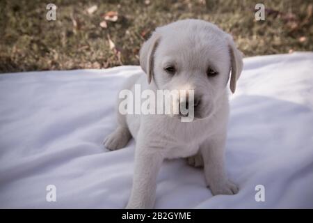 Kleiner labrador Welpe sitzt auf einem weißen Blatt / Beige reinrassige neugeborene Hund spielt im Hinterhof Stockfoto