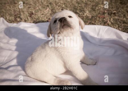 Kleiner labrador Welpe sitzt auf einem weißen Blatt / Beige reinrassige neugeborene Hund spielt im Hinterhof Stockfoto