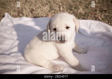 Kleiner labrador Welpe sitzt auf einem weißen Blatt / Beige reinrassige neugeborene Hund spielt im Hinterhof Stockfoto