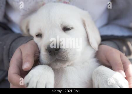 Ein Mädchen hält einen kleinen labrador Welpen in den Händen / Beige reinrassige neugeborene Hund spielt im Hinterhof Stockfoto