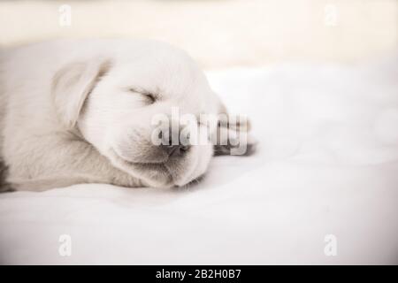 Liebenswert labrador Retriever Welpen schlief ein / Beige reinrassige neugeborene Hund schlafen. Nahaufnahme im Hochformat Stockfoto