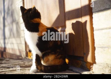 Dreifarbige Katze sitzt im sonnigen Hof in der Nähe der Tür. Stockfoto