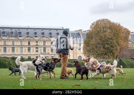 Hundespaziergänger in Paris Stockfoto