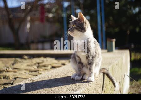 Blassgraue dreifarbige Kätzchen sitzen auf einem Steinfundament in einem sonnigen Hof. Stockfoto