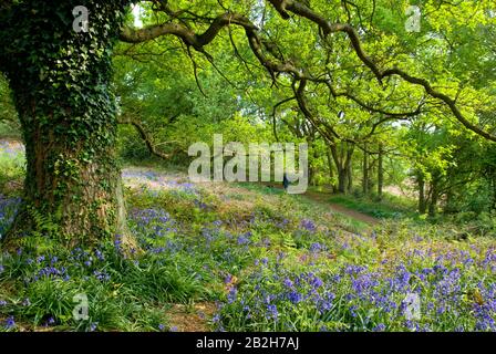 Mann, der im Frühling durch ein Buchen-Waldland geht, mit blueblockigen Blumen, die den Waldboden behauchen, Shotover, Oxfordshire, Großbritannien Stockfoto