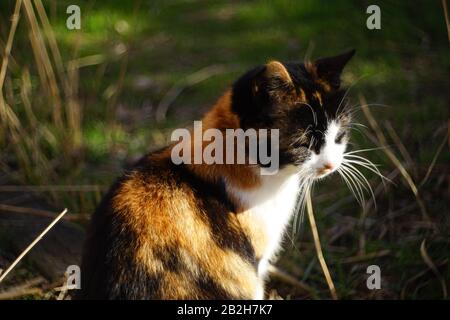 Dreifarbige Katze im sonnigen Garten. Entspannendes Portrait für Haustiere im Nahaufnahme. Stockfoto