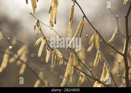 Männliche Hazel Catkins im Februar, die auf einem Fußweg in North Dorset England GB wachsen Stockfoto