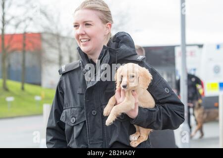 Birmingham NEC, Großbritannien. März 2020. Biscuit, ein Cockerhund mit der West Midlands Police Dog Unit, gibt sein Debüt im Fotocall auf der Crufts 2020, NEC Birmingham. Crufts 2020 läuft vom 5. Bis 8. März. Kredit: Peter Lopeman/Alamy Live News Stockfoto