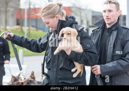 Birmingham NEC, Großbritannien. März 2020. Biscuit, ein Cockerhund mit der West Midlands Police Dog Unit, gibt sein Debüt im Fotocall auf der Crufts 2020, NEC Birmingham. Crufts 2020 läuft vom 5. Bis 8. März. Kredit: Peter Lopeman/Alamy Live News Stockfoto