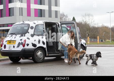 Birmingham NEC, Großbritannien. März 2020. Scarlett Moffatt, Star von Gogglebox und ich bin Celebrity, kommt stilvoll in einem Dalmation-Taxi bei Crufts 2020, NEC Birmingham, an, um die Vorbereitungen für die neue Crufts Extra Youtube Show zu beginnen. Crufts 2020 läuft vom 5. Bis 8. März. Kredit: Peter Lopeman/Alamy Live News Stockfoto