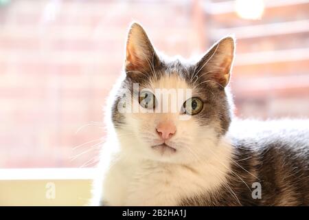 Schöne Katze liegt auf dem Boden. Das Konzept der Haustiere Stockfoto