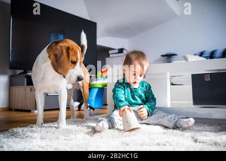 Hund mit einem niedlichen kaukasischen Mädchen auf Teppich im Wohnzimmer. Stockfoto