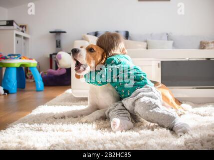 Baby umarmender enger Beagle-Hund im sonnigen Zimmer. Stockfoto