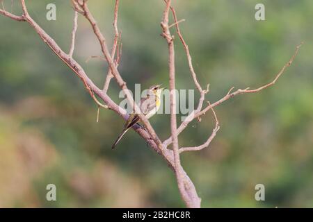 Gelb-Wachsvogel thront auf einem Ast Stockfoto