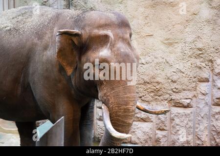 Asiatischer Elefant im männlichen Kopf Nahansicht Stockfoto