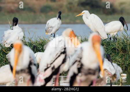 Gemalter Storch, schwarz gekämmter Ibis und Egrettvögel brüten Stockfoto