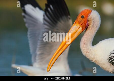 Gemalter Storchvogelfang in einem See Stockfoto