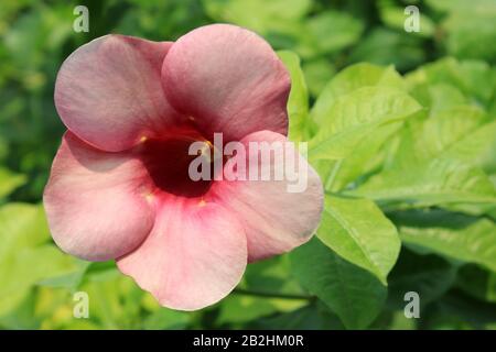 Trompete Creeper Vine, Gujarat, Indien Stockfoto