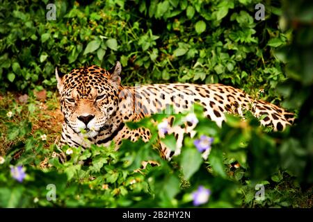 Großer Jaguar Male Im Ecuadorianischen Regenwald Mit Seinem Wilden Blick Direkt In Die Augen Stockfoto