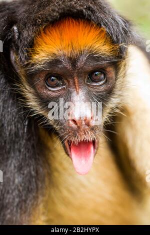 Lustiger Spider Monkey Im Ecuadorianischen Primärdschungel Stockfoto