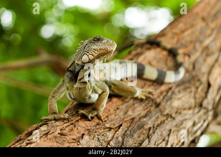 Große Weibliche Iguana Im Natürlichen Lebensraum Stockfoto