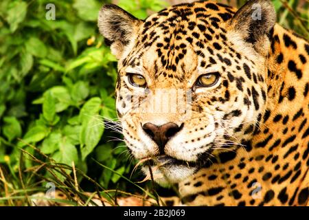 Jaguar Headshot aus der Nähe Stockfoto