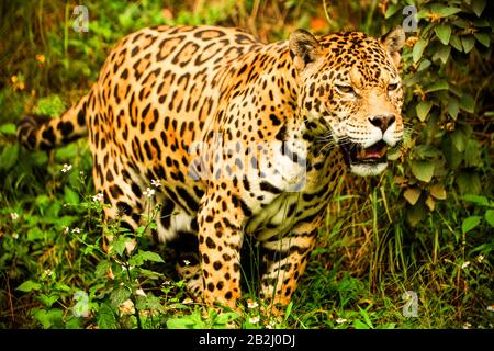 Große männliche Jaguar Schießen in der Wilden ecuadorianischen Amazonasgebiet Stockfoto