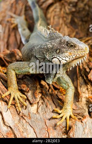 Große Weibliche Iguana In Seinem Natürlichen Lebensraum Stockfoto