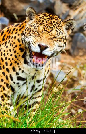 Lustige Pose Eines "Wild Big Jaguar Male"-Shootings In Der Wildeecuadorianischen Amazonie Stockfoto