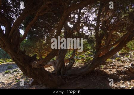 Uralter Baum im hohen marokko Stockfoto