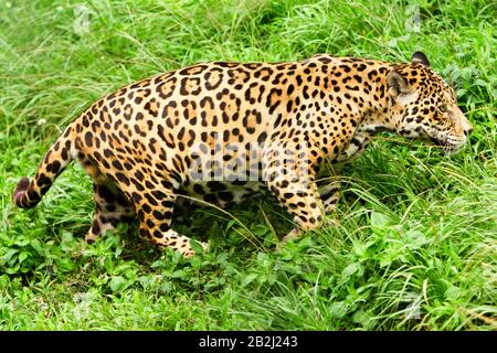 Großer Männlicher Jaguar Im Wildschießen Im Ecuadorianischen Subtropischen Dschungel Aus Dem Nahbereich Stockfoto