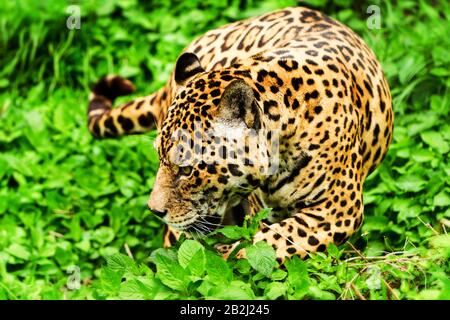 Große männliche Jaguar Im Wilden Schießen im ecuadorianischen Regenwald aus der Nähe Stockfoto