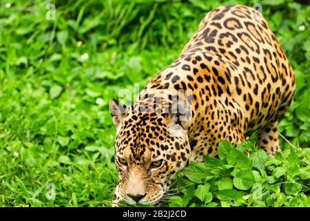 Großer Männlicher Jaguar Im Wildschießen In Der Ecuadorianischen Tropikalvegetation Aus Nächster Nähe Stockfoto